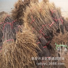出售藤椒 麻椒 青花椒树 1.2米以上大红袍花椒苗 九叶青 狮子头椒