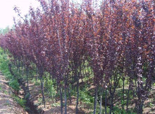 山东速生紫叶李树苗批发 2-5公分紫叶李树苗 根系发达 价格低