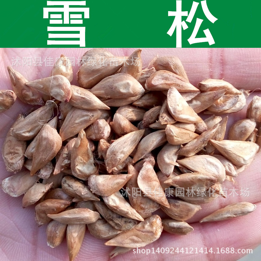 林木种子优质印度雪松种子 香柏雪松籽 宝塔松 雪松树种子1件=1斤