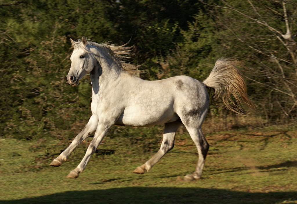 汗血马好养殖吗出售蒙古马汉血马伊犁马品种伊犁马