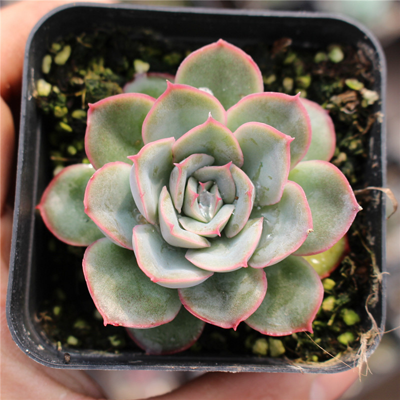 多肉植物馨蕙多肉猎户座45cm带盆带土发货大棚