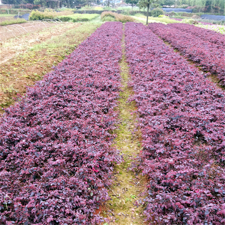 供应批发红花继木小苗 红花继木球 庭院绿化 工程苗 长期大量提供