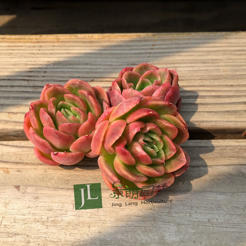 进口多肉植物红玉杯5cm品种随机有根肉肉景