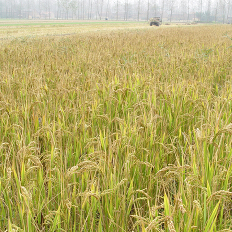 旱稻种子 郑旱9号 旱地平原山地丘陵播种稻谷水稻籽点播直播早稻
