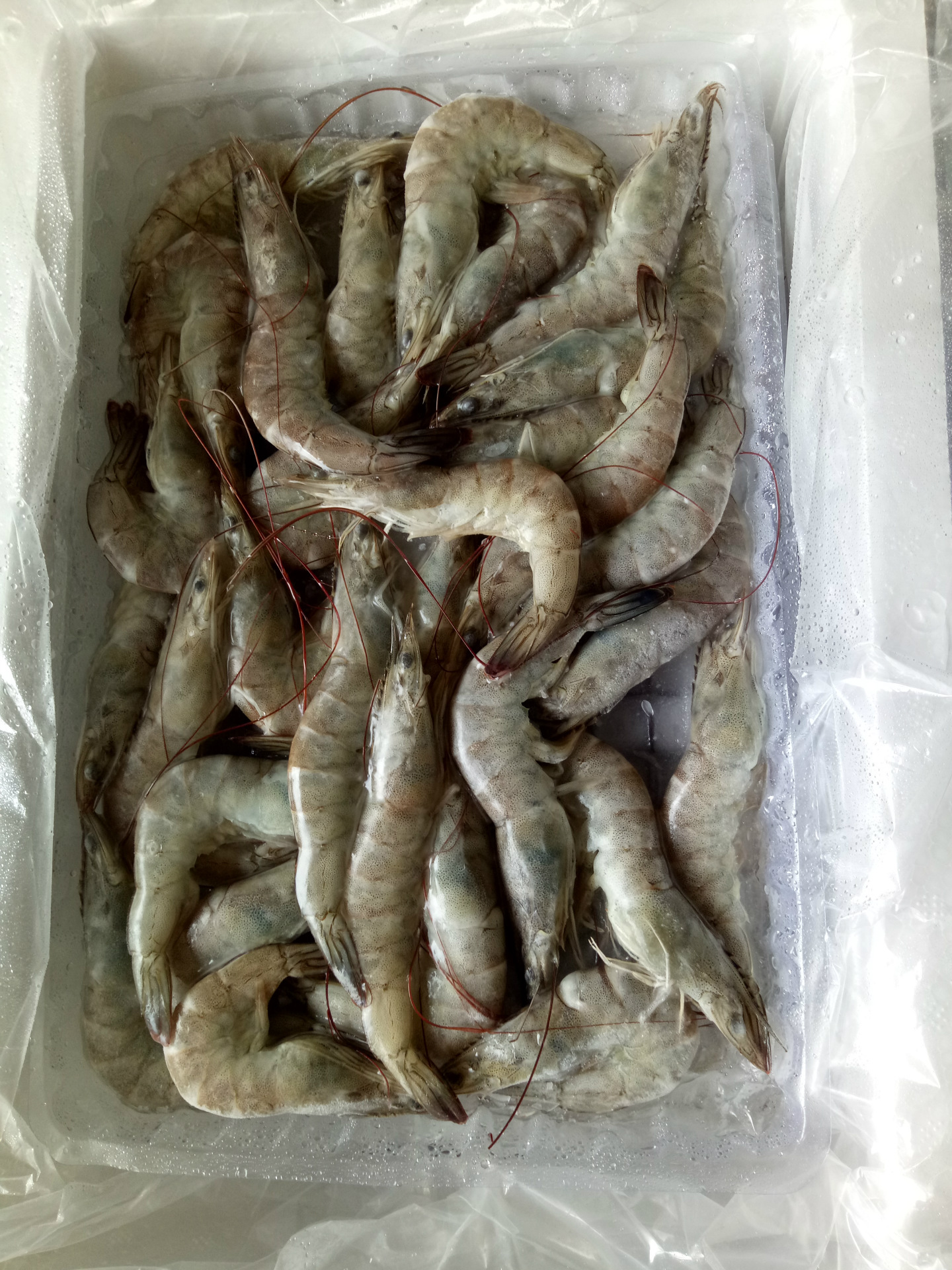 【图】冷冻生虾连头青虾南美青虾自助餐火锅酒店专用食材量大从优_冷