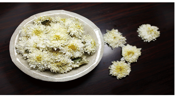 长期销售种植中药材回收种苗一年苗厂家直销菊花苗杭白菊