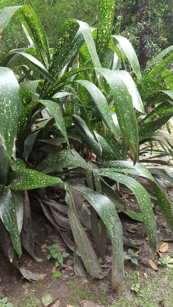 批发一叶兰 蜘蛛抱蛋 农户价