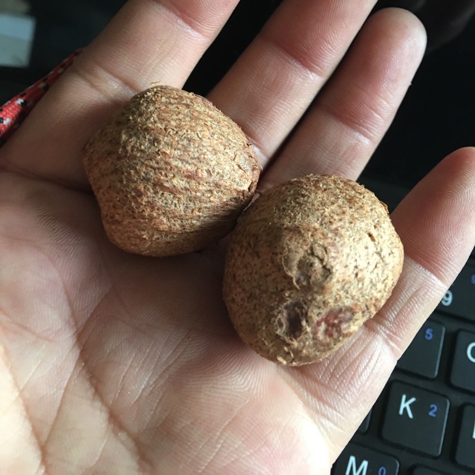 金灯菩提原籽 释迦菩提 佛心果菩提 空心菩提 佛灯果菩提大量现货