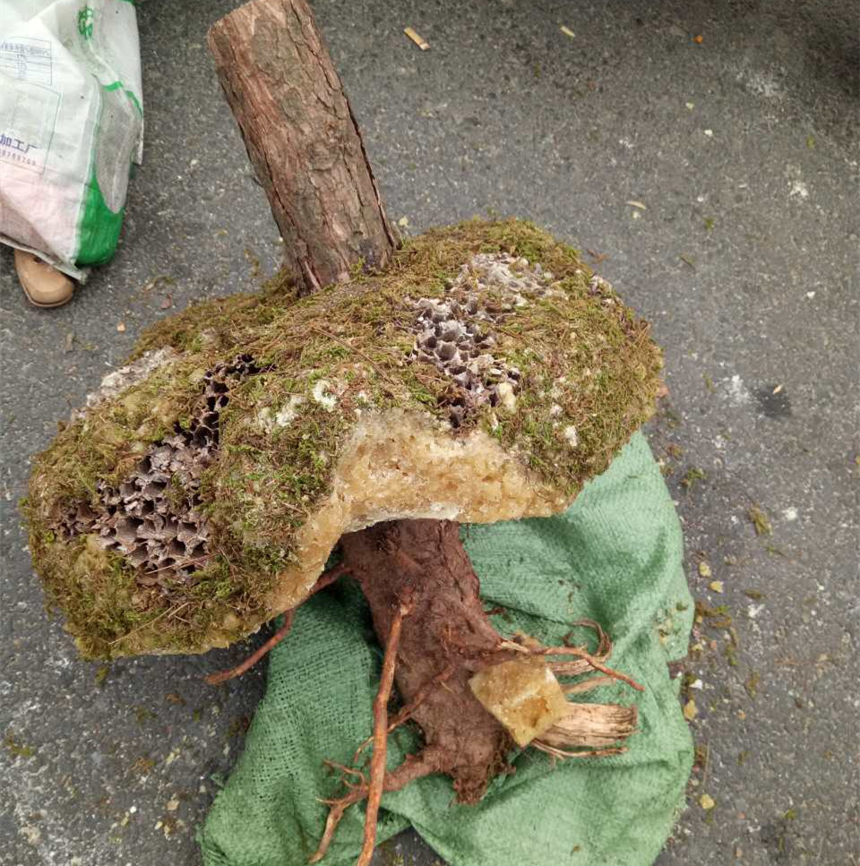 岩蜂蜜野生石蜜批发江湖地摊展销会岩石蜂蜜滋补品批发中草药蜂蜜