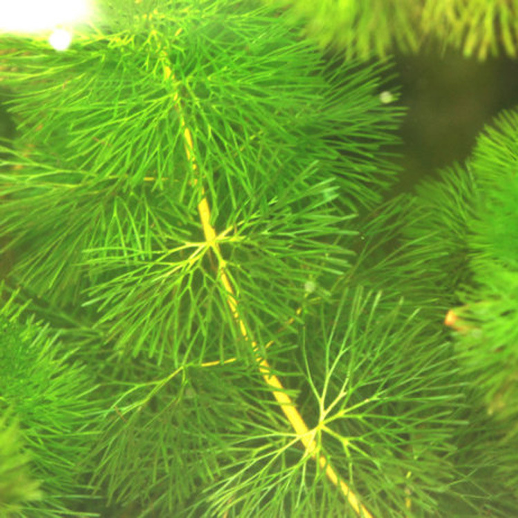 水盾草,沉水水生植物,多年生水生草本