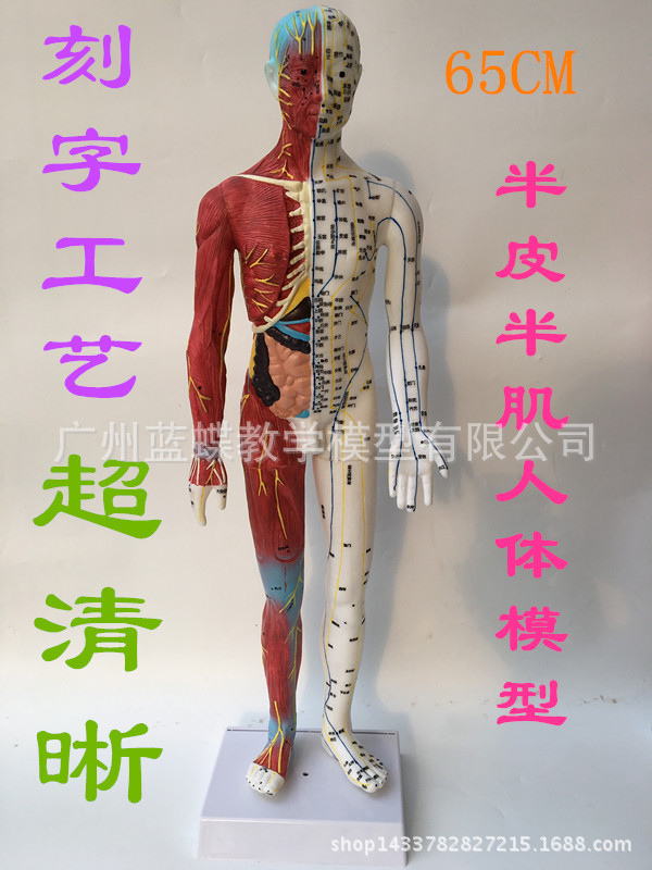 60cm标准解剖针灸模型 医用针灸人体模型 超清男女穴位模型