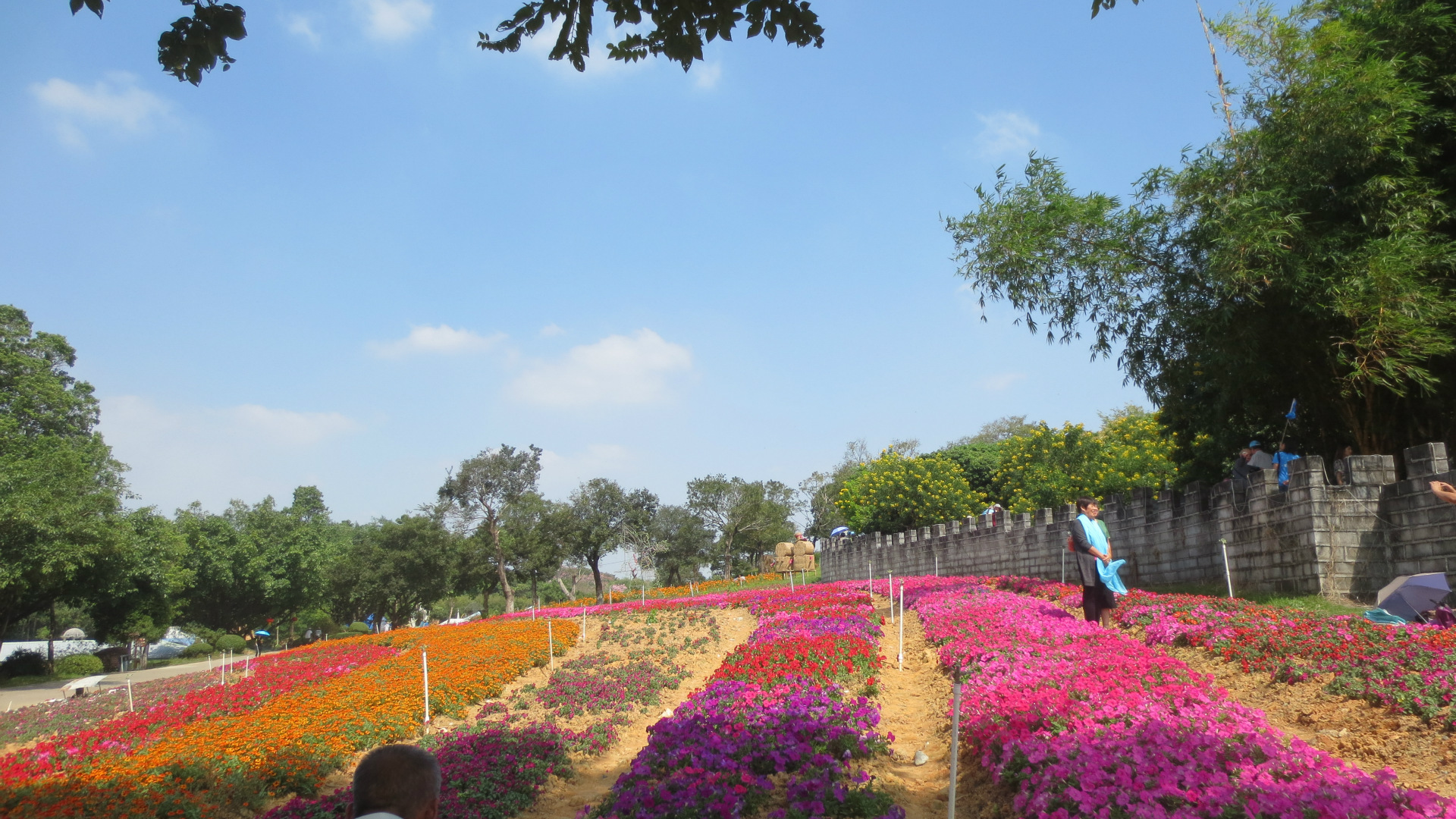 优6东莞自驾之旅 | 梦幻百花洲寻找绿野仙踪!