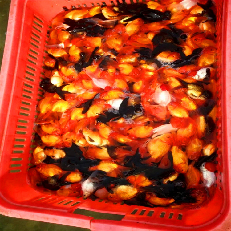 小金鱼 小观赏鱼活体 中国金鱼大量批发养殖活体包活全国可以发货