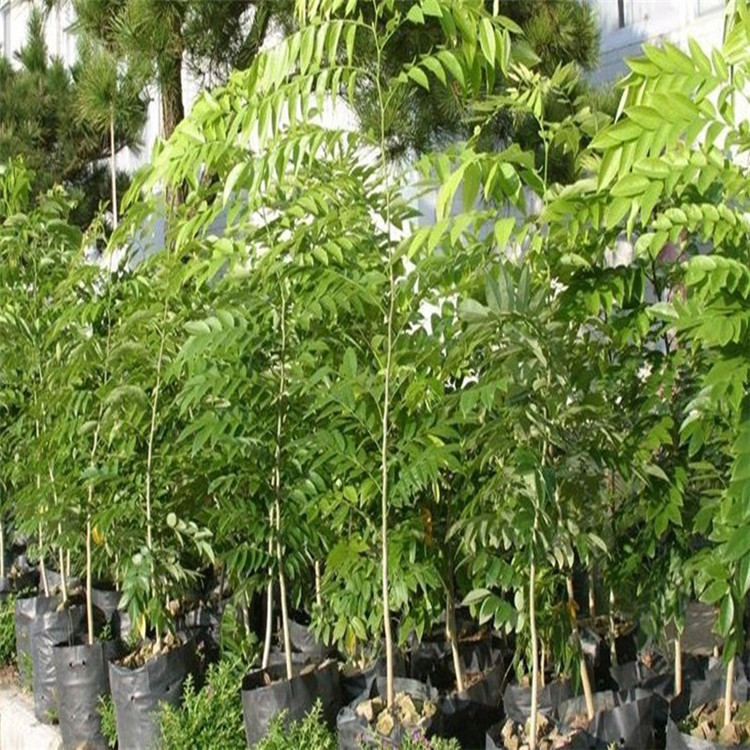 基地批发珍稀名贵苗木海南黄花梨树苗红木降香黄檀沉香红豆杉小苗