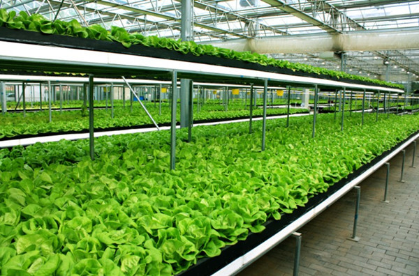 投资「 设施园艺」的七大理由!