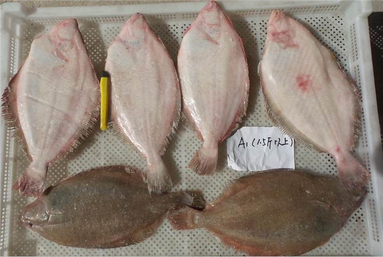 本地七星偏口鱼 规格 a1(1.5斤以上)牙片鱼 鲽鱼 高眼鱼