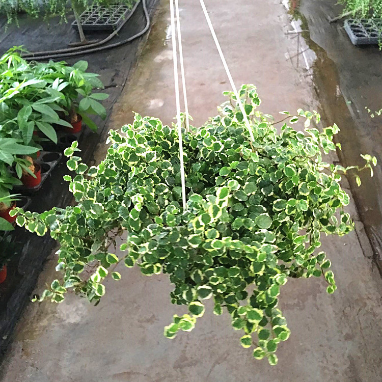 批发垂吊植物花叶霹雳180# 垂直绿化工程苗木 小盆栽
