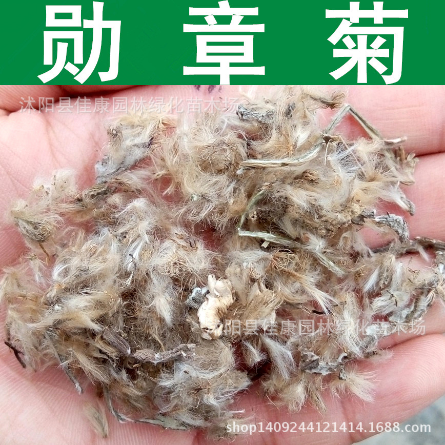 草花种子勋章菊种子勋章花非洲太阳花种子花卉草籽1件1斤