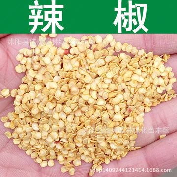 辣椒种子 尖椒 牛角椒种子 红辣椒籽 朝天椒 1件=1斤