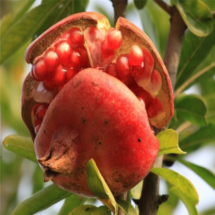 出售各品种石榴树 抗寒 易管理当年结果 果个大丰产石榴树