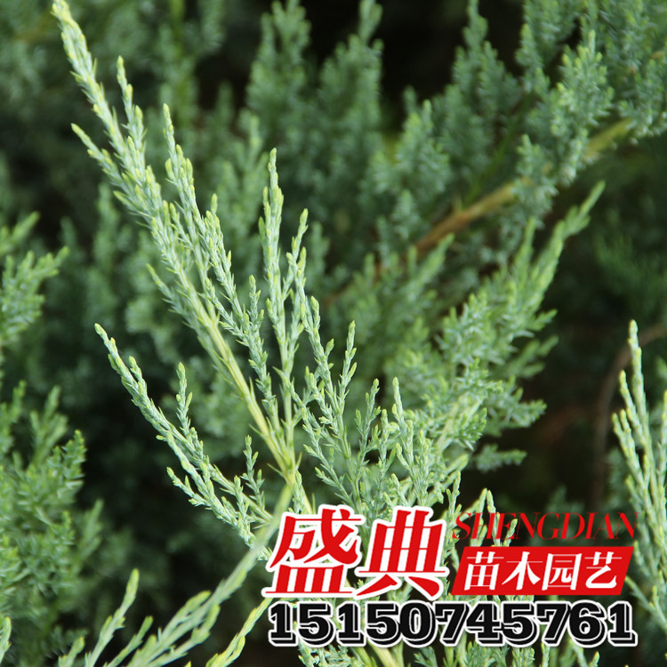沙地柏又名叉子圆柏,新疆圆柏,圆柏属柏科匍匐灌木,主要分布于我国