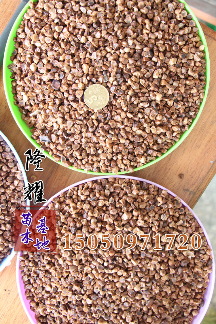 基地直销花菖蒲种子 绿化景观花菖蒲种子 绿化工程种子 花卉.