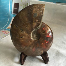 天然斑彩螺石 化石标本  办公室摆件礼品 李居明大师推荐