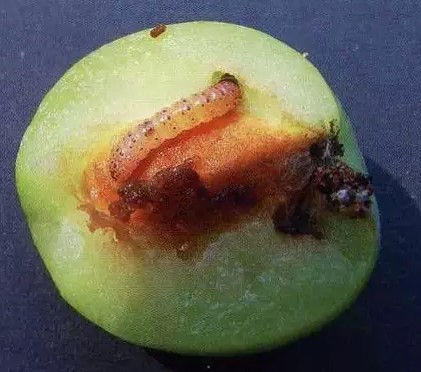 桃小食心虫引诱剂carposina niponensis诱芯 果树害虫信息素