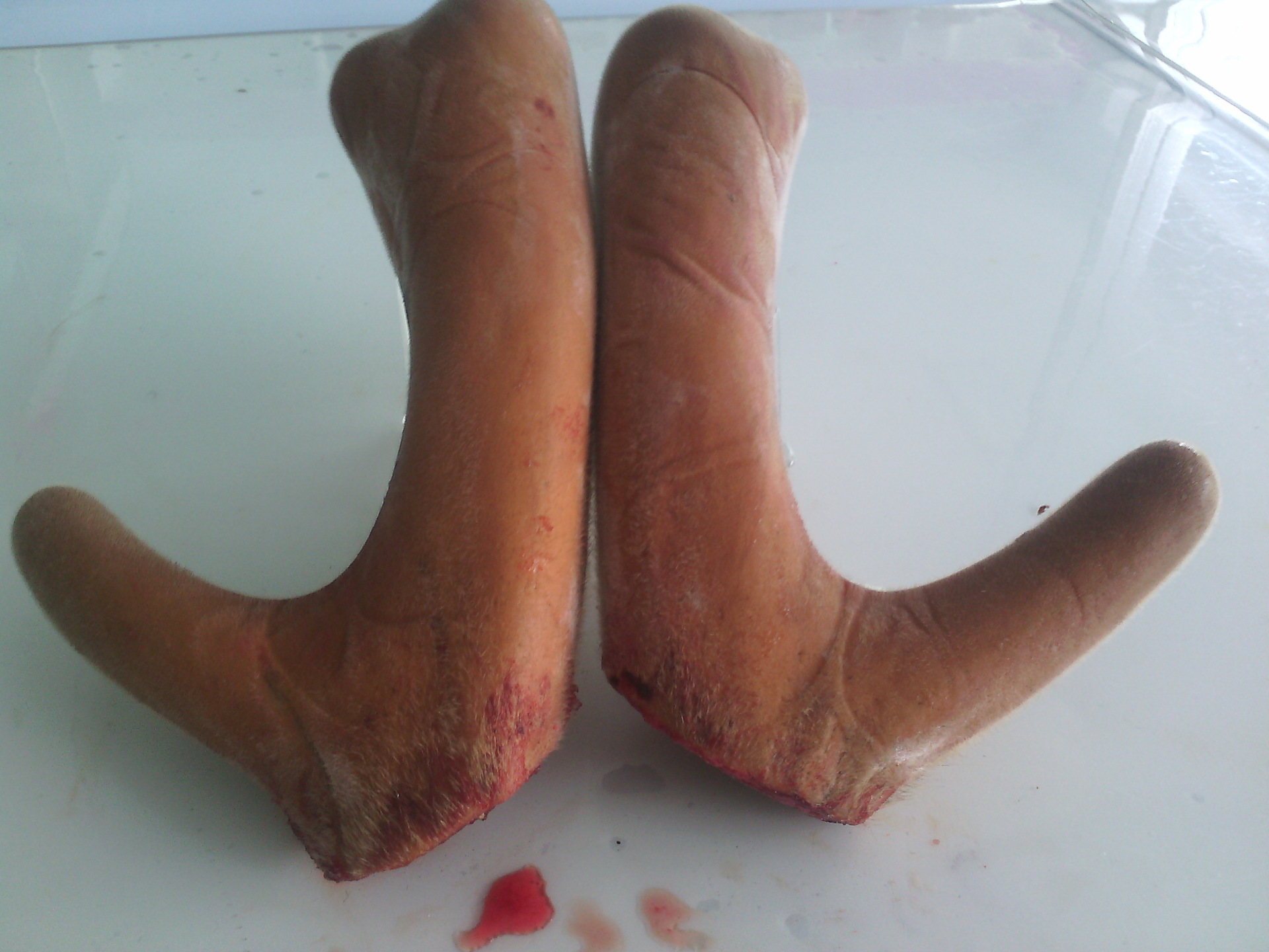 整支鹿茸梅花鹿茸 头茬二杠 带血茸 泡酒佳品