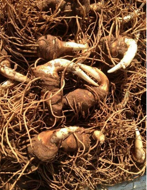 正宗云南粉质滇重楼种苗种子 重楼种苗 种子 七叶一枝花种苗特价