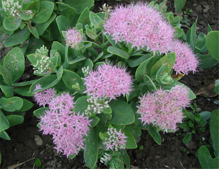 基地直销八宝景天地苗袋苗宿根花卉华丽景天