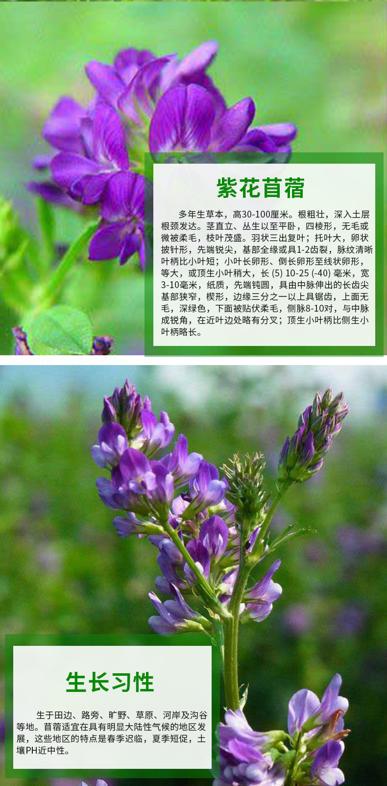 新采草花种子高产型紫花苜蓿种子 进口牧草草籽系列 可货到付款