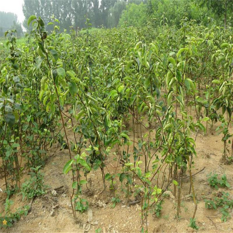 梨树实生苗 杜梨苗 梨砧木 优质杜梨苗 全国包邮