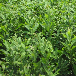 嫁接樱桃苗哪多 吉塞拉矮化樱桃苗 提供种植技术 车厘子大樱桃苗