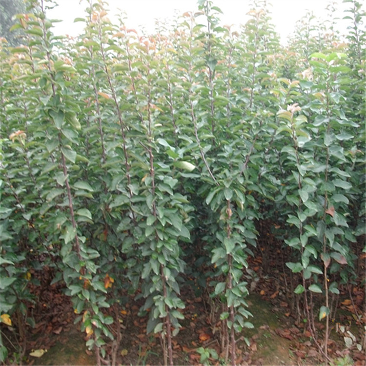 现货海棠树苗直销 海棠苗新价格 绿化工程海棠苗多少钱