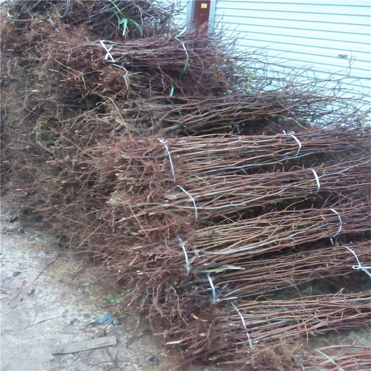 自产自销嫁接沾化冬枣树苗 品种齐全枣树苗 早熟丰产冬枣树.