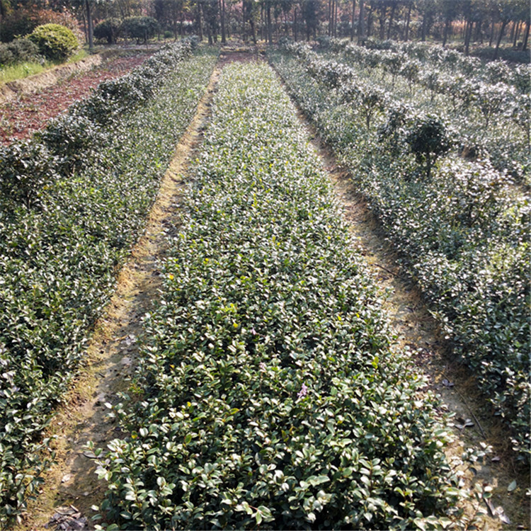 供应信息 灌木 基地出售一批茶梅小苗 规格达标 价钱合理  茶梅又名小