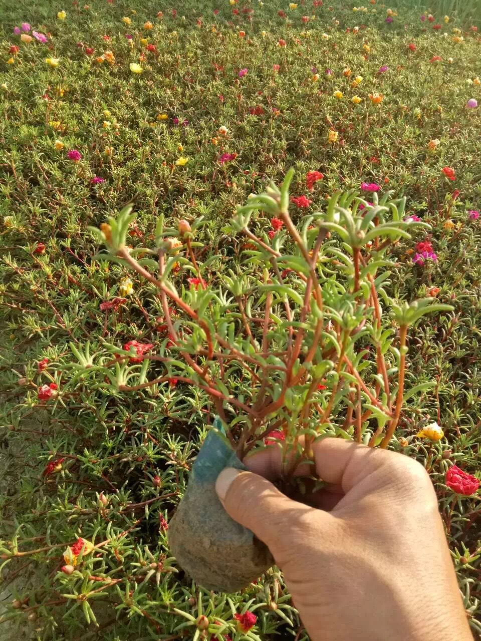山东青州花卉基地** 太阳花半枝莲 时令草花