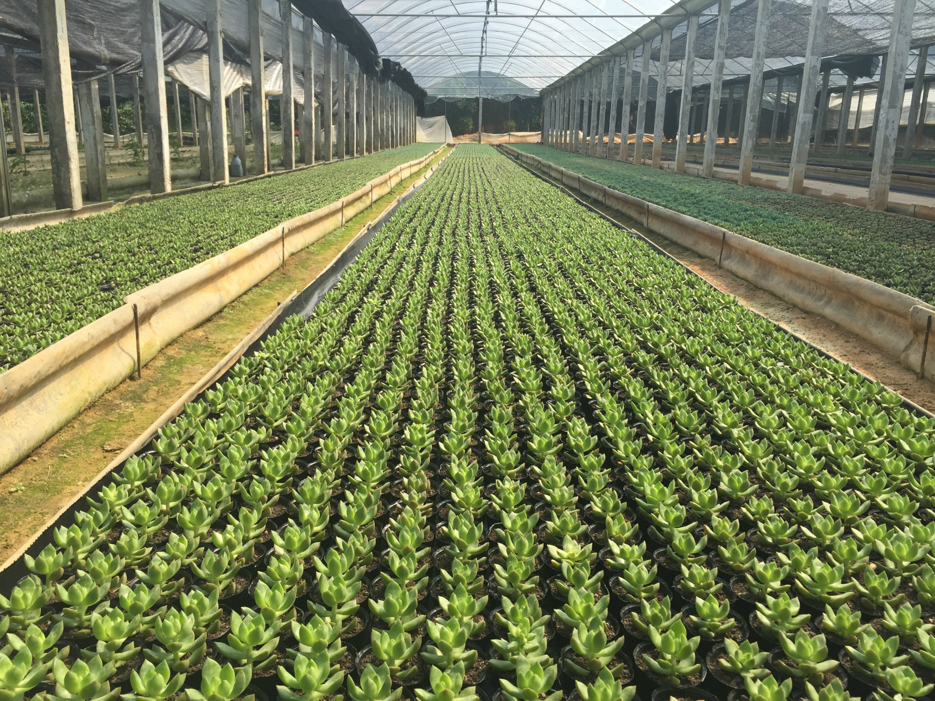 多肉植物红稚莲多肉植物批进口多肉植物批发特价