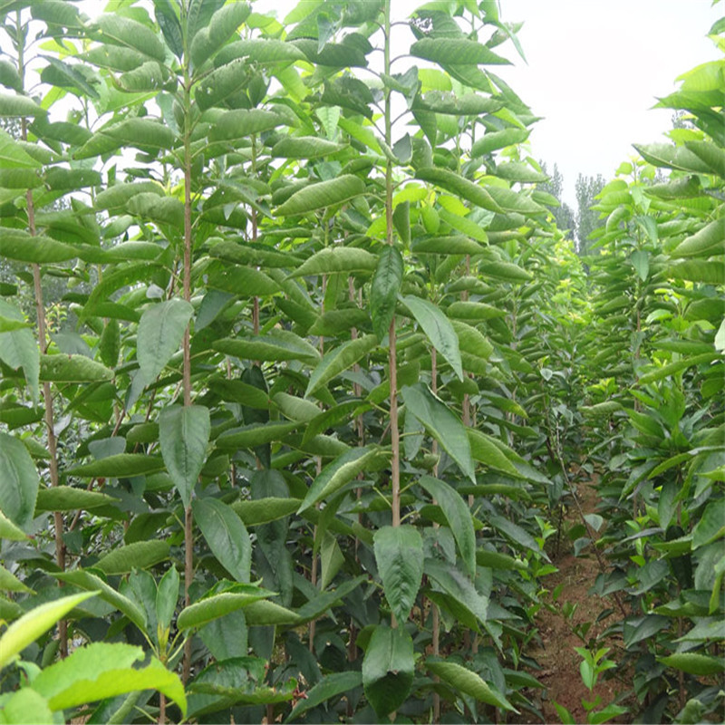 适应南北种植耐碱性土地的樱桃树 大青叶矮化樱桃树