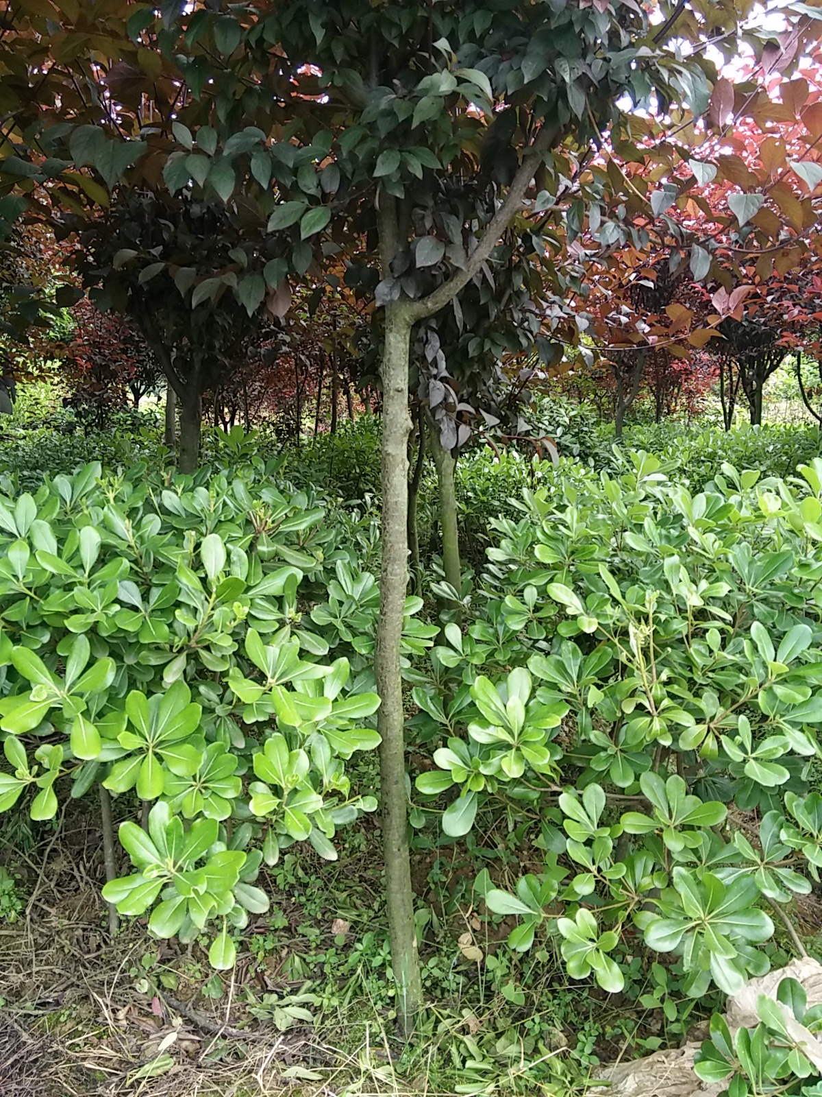 落叶景观树精品红叶李 园林乔木植物 绿化工程苗木批发 量大从优