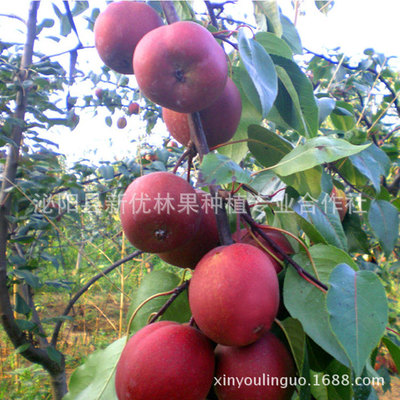 新品种全红梨批发 君睐红梨树批发 品种优良 果实好吃