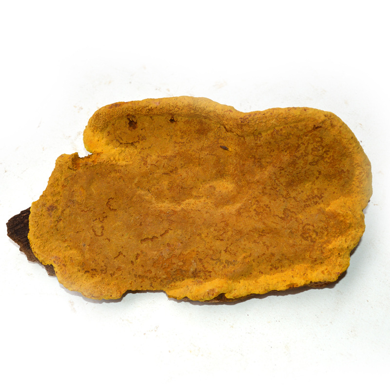 灵芝之家 野生桑树桑黄 金边桑树桑黄 黄灵芝 现有大货 .