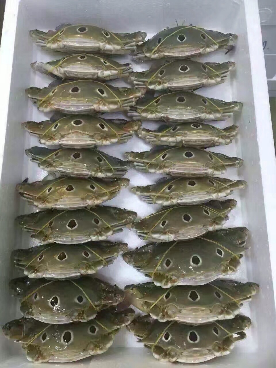 00≥100件福建漳州市【尚鲜】东山岛特产鲜活海鲜三点蟹三眼蟹 水产