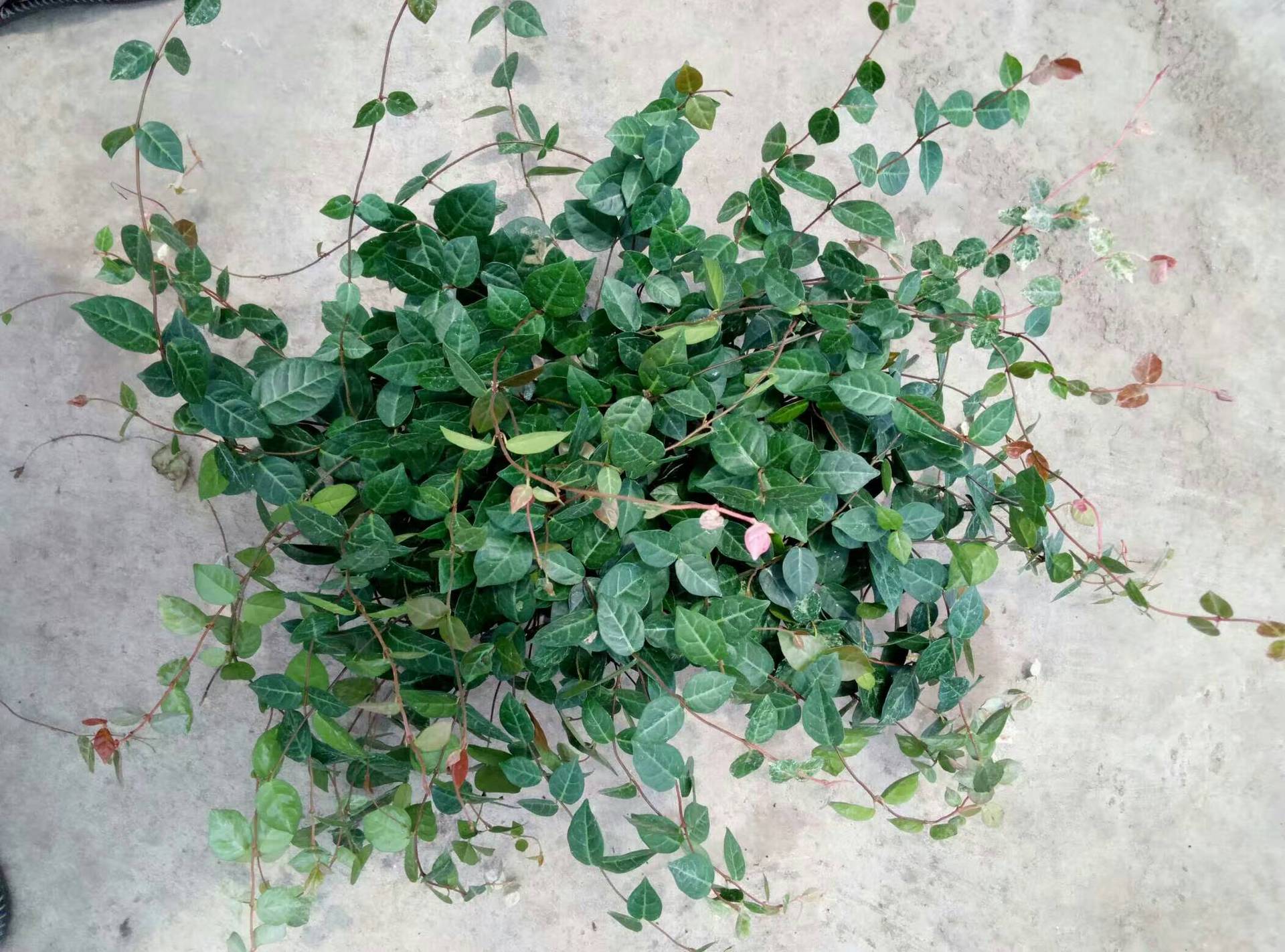 基地直销园林景观墙体绿化微景观小盆栽180#花叶络石