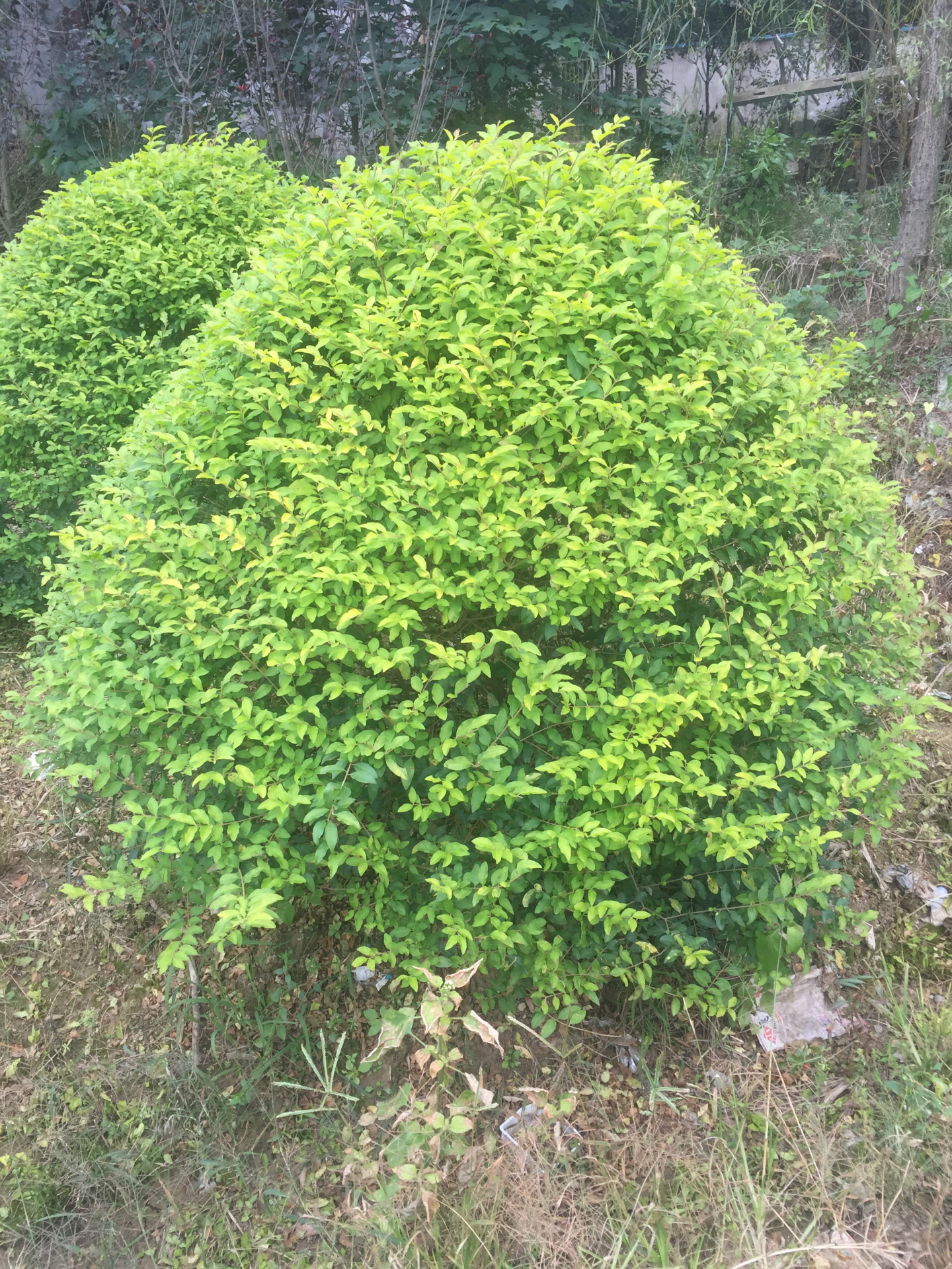 现货供应精品金叶女贞球 湖南苗木基地直供 价格实惠 易成活