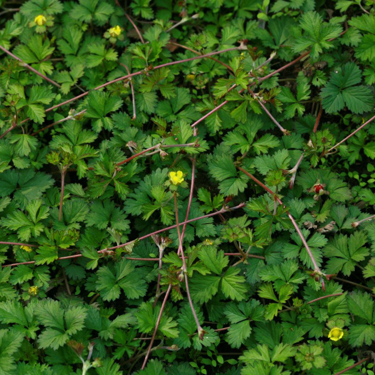 蛇莓地被草优质的蛇莓苗观叶观花植物规格齐全基地发货