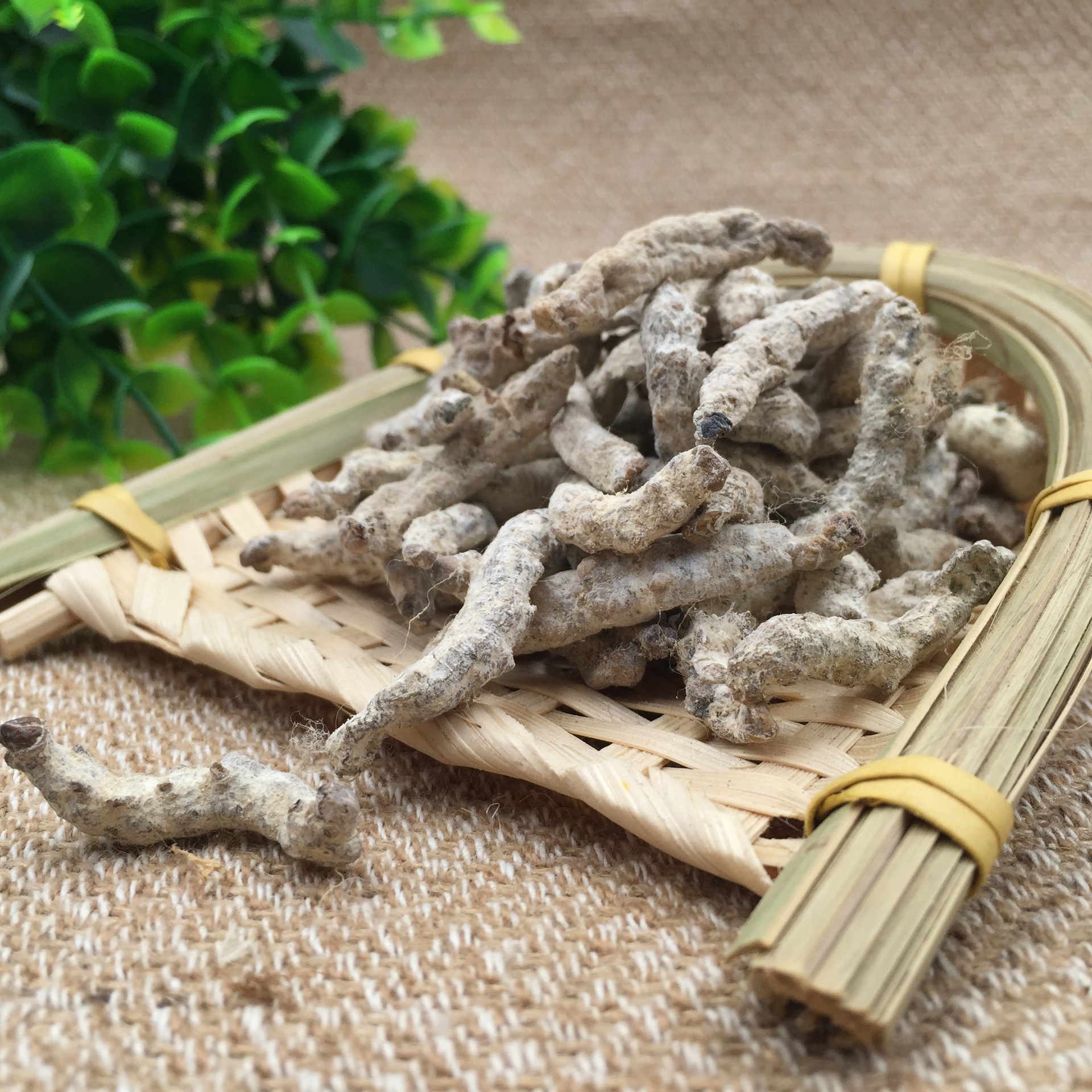 批发包邮正品中药材白僵蚕品质保障炒僵蚕支持检验药材磨粉