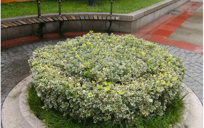 基地直销金边黄杨绿化苗木色块灌木金边黄杨苗批发绿化隔离带专用