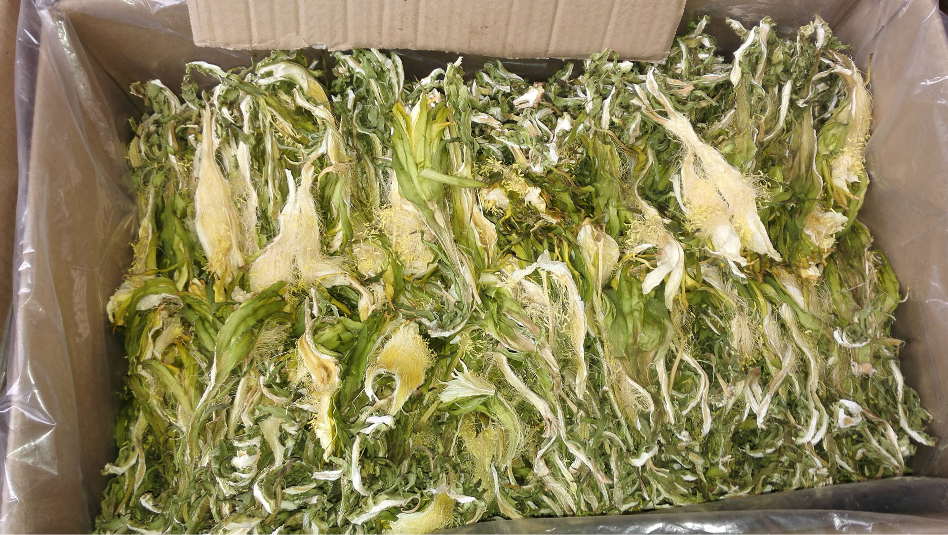 霸王花干七星剑花 量天尺产地大量现货批发